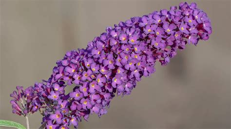 What is a butterfly bush