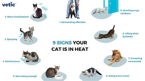What is a cat in heat