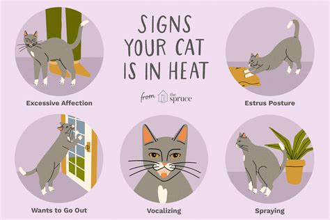 What is a cat in heat mean