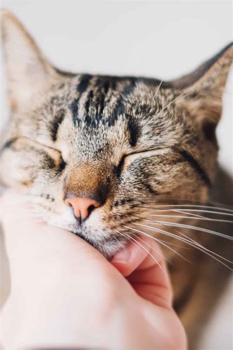 What is a cat purring mean