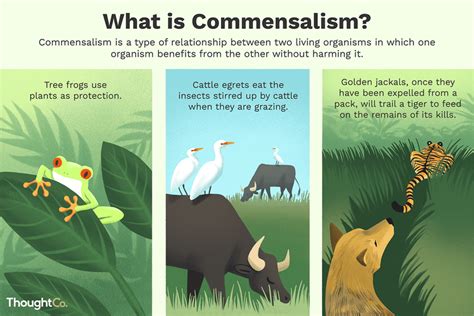 What is a commensalism relationship in the desert?