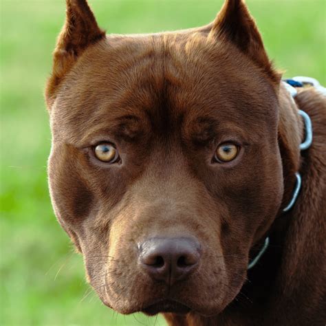 A brindle Pitbull is a coat color variation of the Pitbull breed. They are known for their tiger-like stripes on a fawn, tawny brown, or dark brown base coat color, but this still varies from dog to dog. The Pitbull breeds that can exhibit this coloration are the American Pit Bull Terrier and the American Staffordshire Terrier..