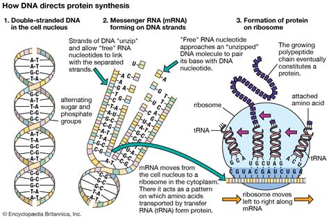 What is a gene and what does it produce? – Heimduo