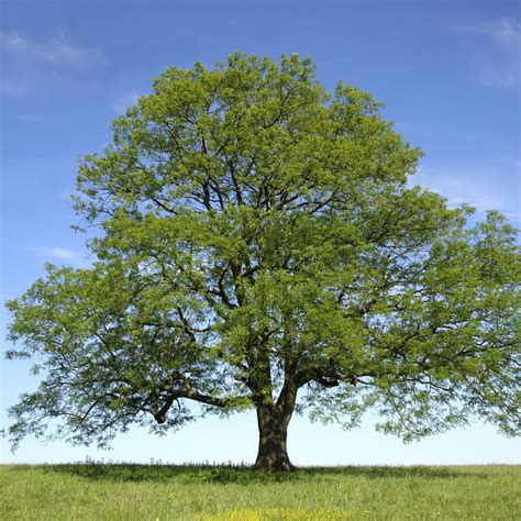 What is a green ash tree? - AskingLot.com