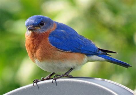 What is a group of bluebirds called? - Answers