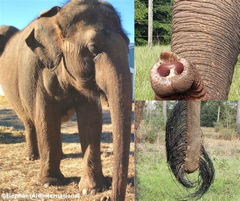 What is the hair on an elephants butt called? Upda
