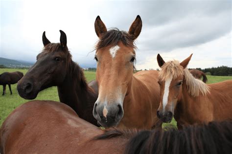 What is a herd of horses called? - Daily Justnow