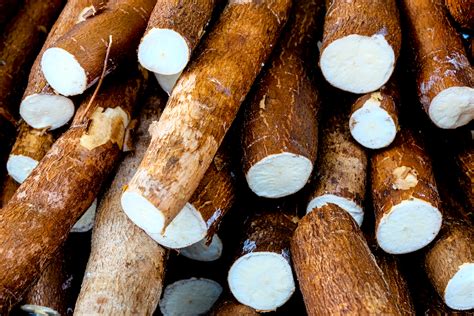 Oct 29, 2021 · Also commonly known as yuca or manioc, cassava is a tuber crop native to South America. The root grows similarly to potatoes, yams, or ginger by swelling underneath the earth to store nutrients ... . 