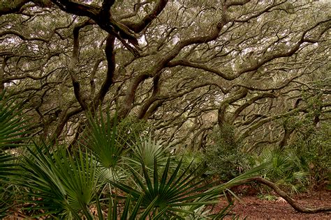 What is a maritime forest? - National Ocean Service