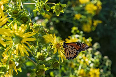 Diversity is the key to a successful Monarch Waystation. Select a 