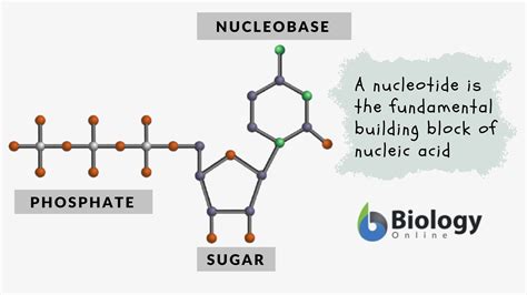What is a nucleotide. Things To Know About What is a nucleotide. 