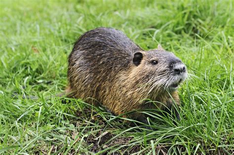 What is a nutria? And is it dangerous to pets?