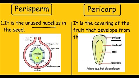 What is a perisperm? Please give few examples of ... - askIITians