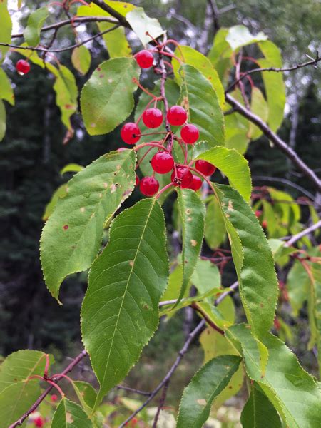What is a pin cherry. Pin cherry ( Prunus pensylvanica) is a wild shrub or small tree that grows wild across Canada, North Central and the Northeastern US ( Range Map ). Related to chokecherry and black cherry, the small … 