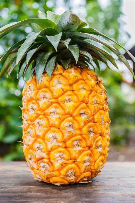 Pineapple, perennial plant of the family Bromeliaceae and its 