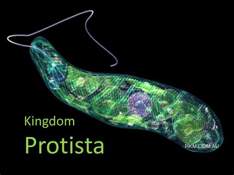 What is a protist. Like all other eukaryotes, protists have a nucleus containing their DNA. They also have other membrane-bound organelles, such as mitochondria and the endoplasmic reticulum. Most protists are single-celled. Some are … 