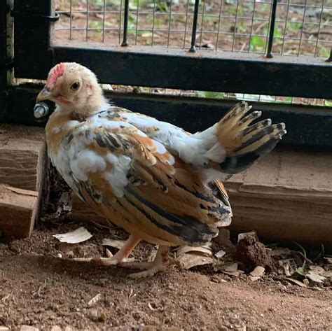 What is a pullet. Things To Know About What is a pullet. 