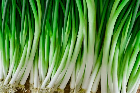 What is a scallion. Things To Know About What is a scallion. 