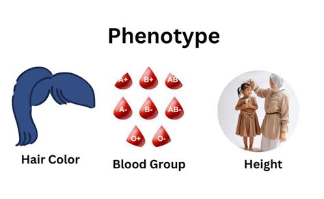 What is a simple definition of phenotype? - Daily Justnow