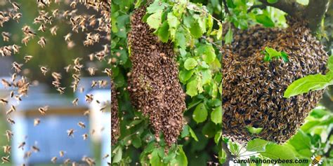 What is a swarm of bees called