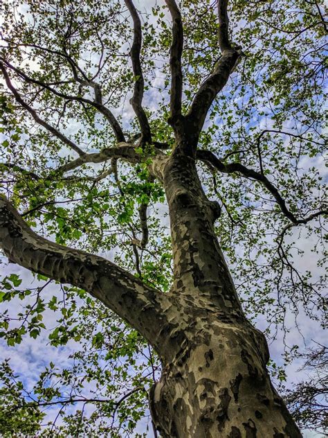 What is a sycamore tree