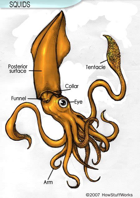 What is a tentacle on an octopus? - Quora