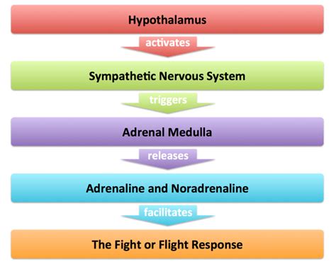 What is all about Sympathomedullary pathway? – idswater.com