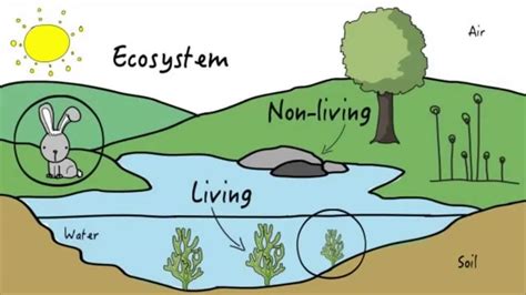 What is an ecosystem quizlet. ecosystem The living and non-living parts of the environment in a specific area. (Ecosystems can be really small or really large!) ecology The study of how living things are related each other and to their natural environment. Environment Everything that surrounds an organism and influences it. 