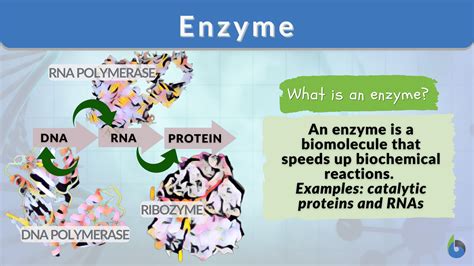 Enzyme Definition in Biology. An enzyme is a biomolecule that acts as a catalyst to speed up specific chemical reactions. Enzymes are either proteins or RNA molecules ( ribozymes ). Proteins are one of the major biomolecules; the others are carbohydrates (especially, polysaccharides ), lipids, and nucleic acids.. 