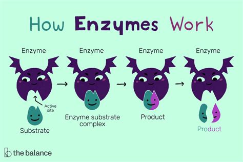 Oct 22, 2018 · Enzymes permit a vast number of reac