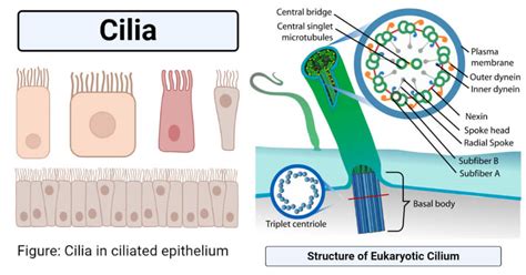 What is an everyday example of cilia? - Answers