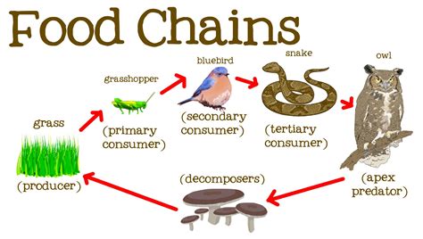 What is an example of a producer in a food chain? - Quora