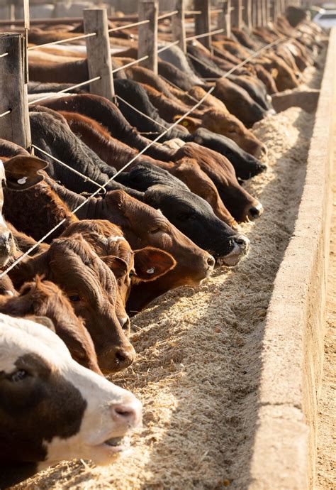 What is animal feed in agriculture