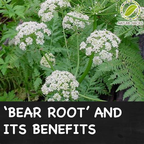 What is bear root. Things To Know About What is bear root. 