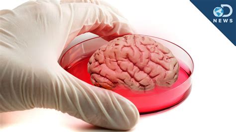 What is brain lab. Conventional meat (the kind that grows inside animals, not petri dishes) is, in several ways, not exactly good for our health. Research shows that regularly indulging can lead to higher risk of heart disease, diabetes, and some kinds of can... 