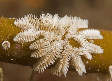 Bryozoa (Ectoprocta; moss-animals) A phylum of small, aqua