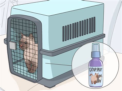 What is catnip spray used for