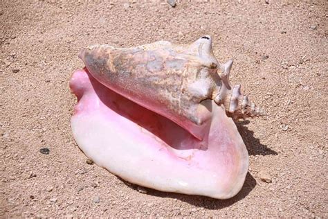 What is conch. Things To Know About What is conch. 