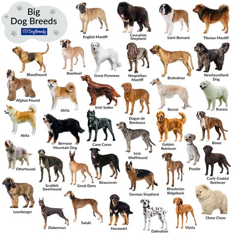 What is considered a large dog. A giant dog breed is a breed of dog of gigantic proportions, sometimes described as a breed whose weight exceeds 45 kilograms (100 lb). [1] Breeds sometimes described as giant breeds include the English Mastiff, Great Dane, Newfoundland, St. Bernard and Irish Wolfhound. [2] These breeds have seen a marked increase in their size since the 19th ... 