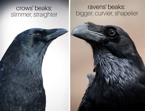 What is difference between a crow and a raven. Dec 11, 2020 · What is a raven?. As an adjective, raven refers to a lustrous black color. But as a noun, a raven is also any of several larger birds of the genus Corvus, of the family Corvidae.These corvine birds typically have a lustrous, black plumage with a pointed, wedge-like tail and a loud, harsh call that is distinct from a crow.The common raven, otherwise … 