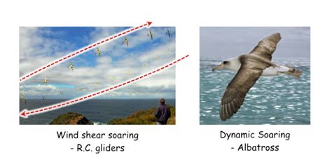 What is dynamic soaring