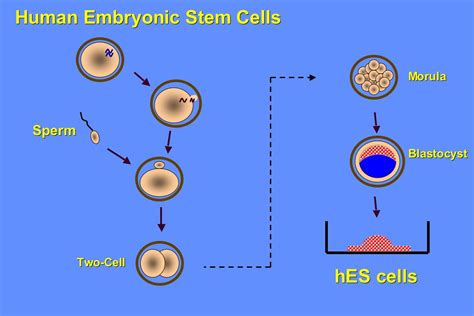 What is embryonic stem cell research