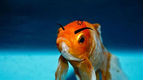 What is fish stress, and how to reduce it? - Fun Fish Tanks