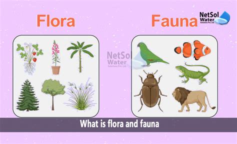What is flora and what is fauna. Things To Know About What is flora and what is fauna. 