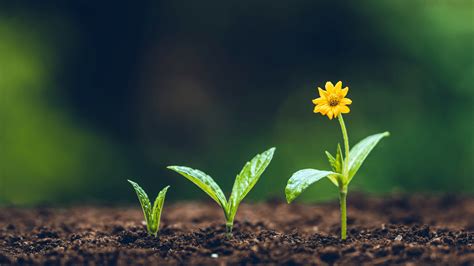 What is growing & when in North Carolina When to plant potatoes
