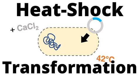 What is heat shock method of transformation?