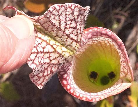 What is inside a pitcher plant? - AskingLot.com