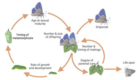 What is life history in biology