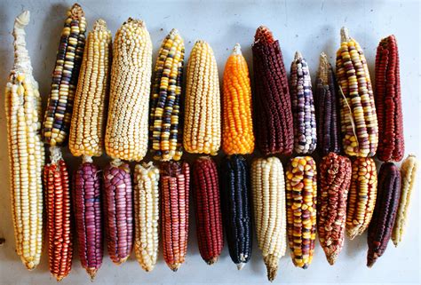 What is maize