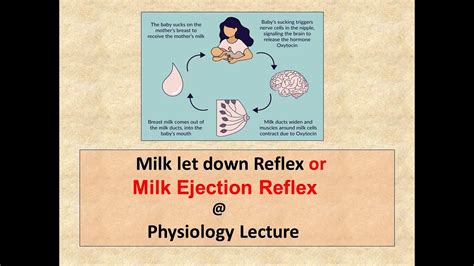 What is milk ejection reflex